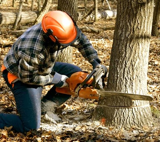 Tree Removal in Newton, MS